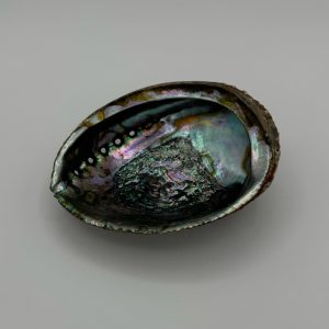 Large Abalone Shell