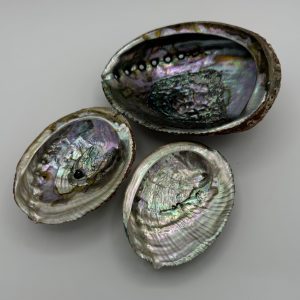 Small Abalone Shell